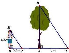 Minh họa người cao 1,5m bóng 0,5m và cây có bóng 3m với các điểm E, D, F, A, C, B