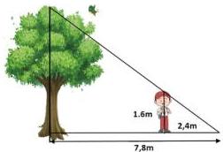 hình minh họa cây và người với chiều cao người 1,6m, khoảng cách từ chân người đến đỉnh bóng 2,4m và từ gốc cây đến đỉnh bóng 7,8m