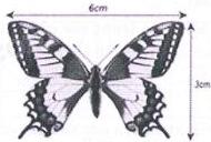 Hình b - con bướm với kích thước 6cm x 3cm