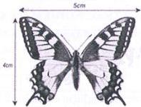 Hình c - con bướm với kích thước 5cm x 4cm