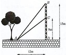 Hình vẽ minh họa trụ BD cao 15m, CD = 9m, AD = 12m và hai sợi cáp AB, AC buộc từ vị trí A