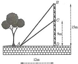 Hình vẽ trụ BD cao 15m, CD = 9m, AD = 12m với hai sợi cáp AB và AC buộc từ vị trí A