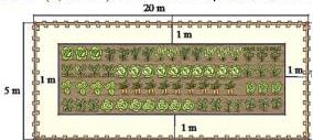 Khu vườn hình chữ nhật có lối đi 1m xung quanh - hình minh họa trồng rau