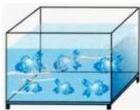 Hình ảnh bể cá hình hộp chữ nhật chứa nước