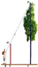 Hình vẽ minh họa người quan sát tại B, bức tường MN và cây xanh CD phía sau