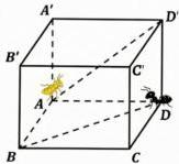 Hình lập phương ABCD.A'B'C'D' với kiến vàng di chuyển từ A đến D' và kiến đen di chuyển từ D đến B