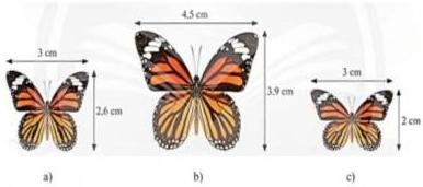 Ba hình con bướm a), b), c) với kích thước hình a) rộng 3 cm cao 2,6 cm, hình b) rộng 4,5 cm cao 3,9 cm, hình c) rộng 3 cm cao 2 cm