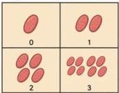 Minh họa sự nhân đôi số lượng vi khuẩn sau mỗi phút từ phút 0 đến phút 3