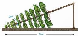 Cây bị gãy tạo với mặt đất góc 20° và chắn ngang lối đi 5 m