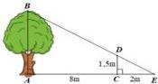 Sơ đồ cây AB và cọc CD với bóng E, CD = 1,5m, AC = 8m, CE = 2m