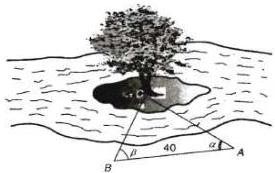 Hình vẽ minh họa đo khoảng cách từ bờ đến gốc cây C trên cù lao với tam giác ABC, AB = 40m, góc CAB = alpha và góc CBA = beta