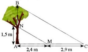 Hình minh họa bóng của cây AB với cọc AN cao 1,5 m, bóng AM = 2,4 m và bóng AC gồm AM + MC với MC = 2,9 m