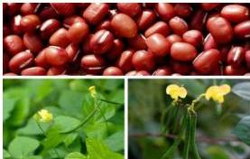 hạt và cây đậu đỏ